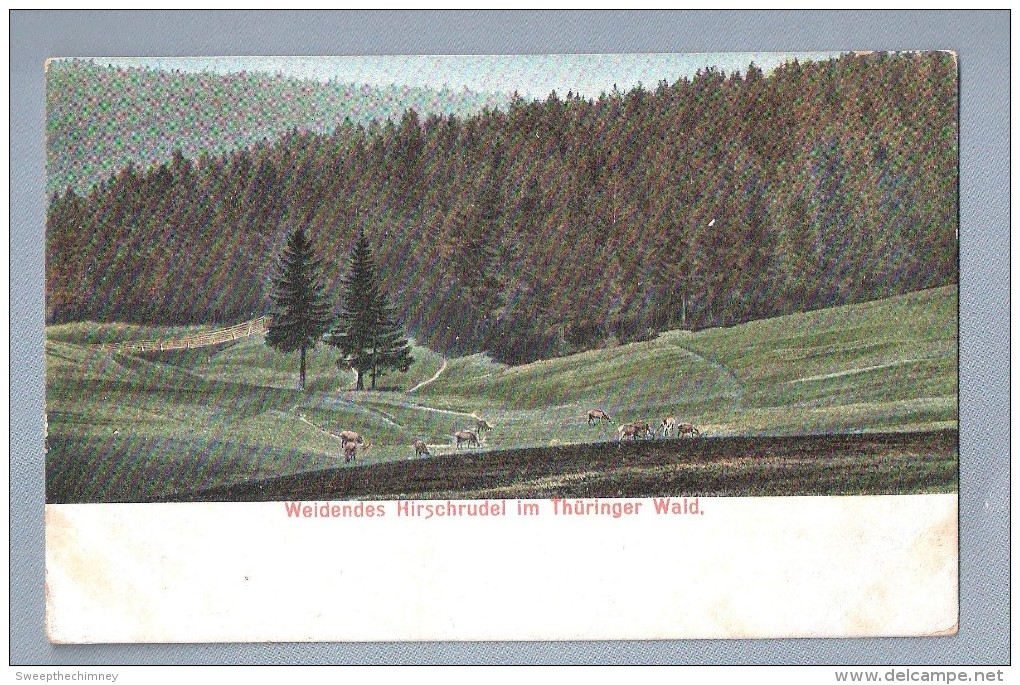 Weidendes Hirschrudel Im Thurlinger Wald UNUSED - Autres & Non Classés