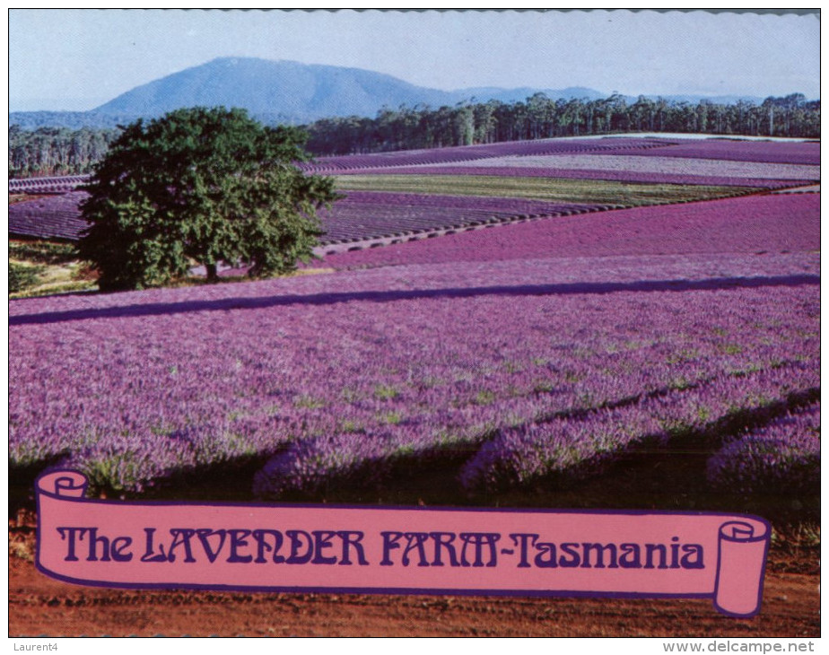 (899) Australia - TAS - Lavender Farm - Wilderness