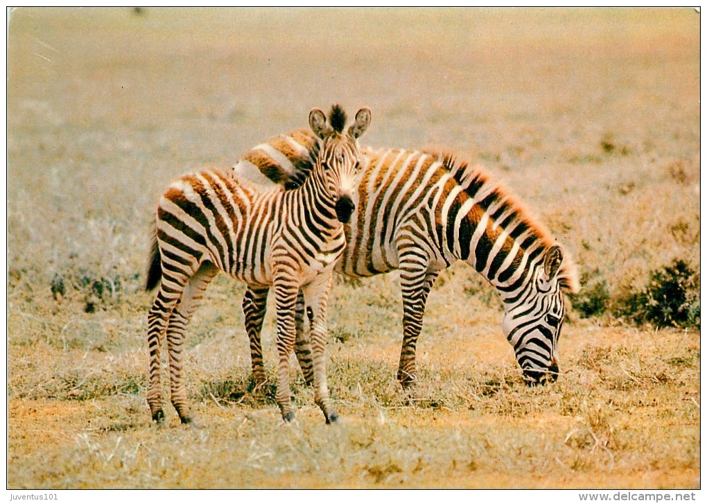 CPSM Zèbres   L1531 - Zebras
