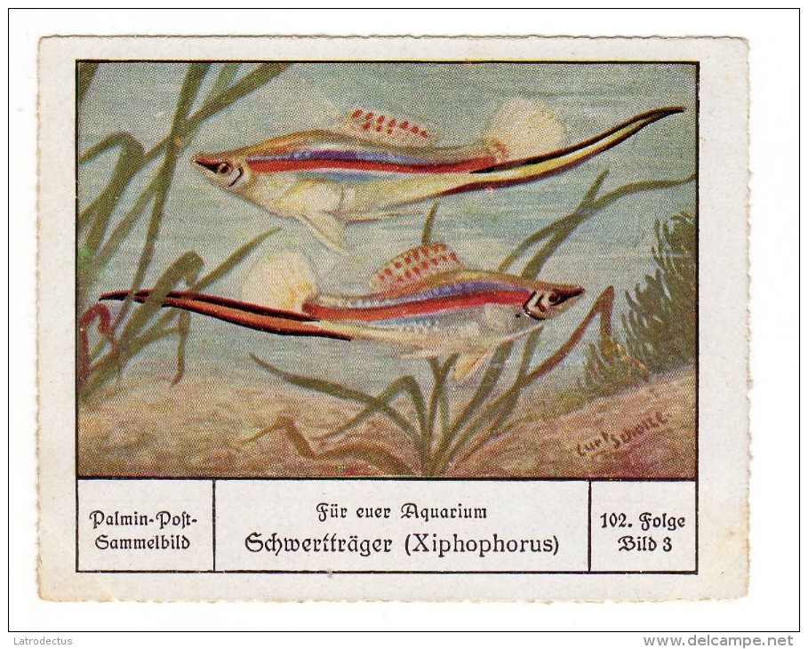 Palmin (ca 1930) - 102 - Für Euer Aquarium - 3 - Schwertträger - Autres & Non Classés