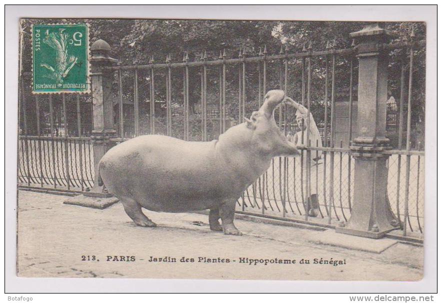 CPA PARIS JARDIN DES PLANTES, HIPPOPOTAME DU SENEGAL - Flusspferde