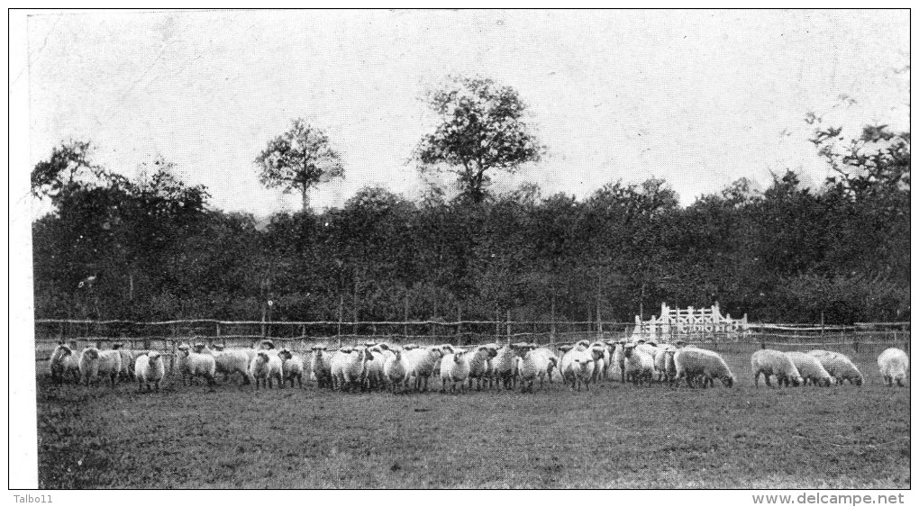 Haras Du Perray - Moutons D'Oxford - 2 Scans - Le Perray En Yvelines