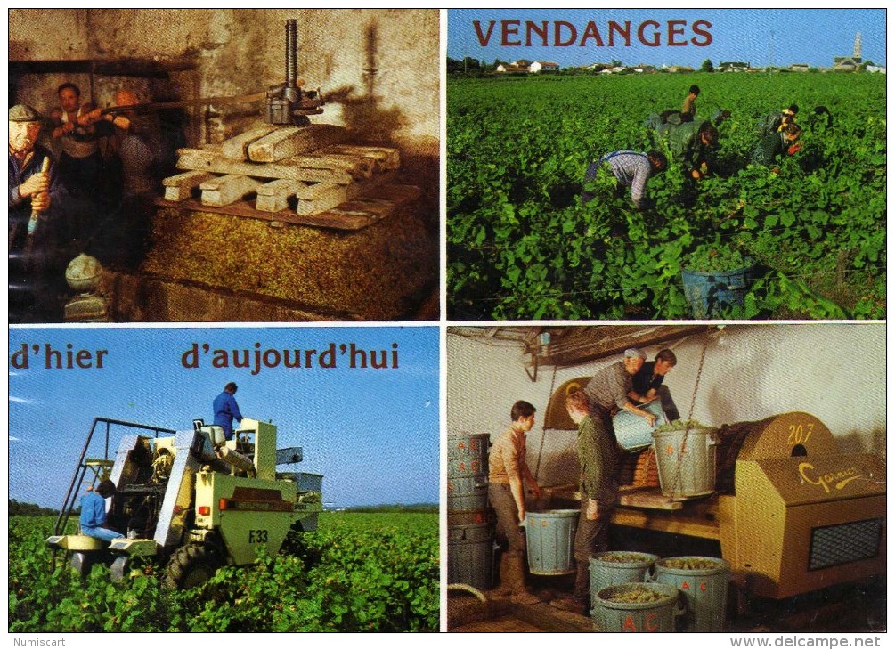 Beaulieu Sur Layon , Les Vendanges  Saint  Lambert Du Lattay  Les Vignes De Layon - Autres & Non Classés