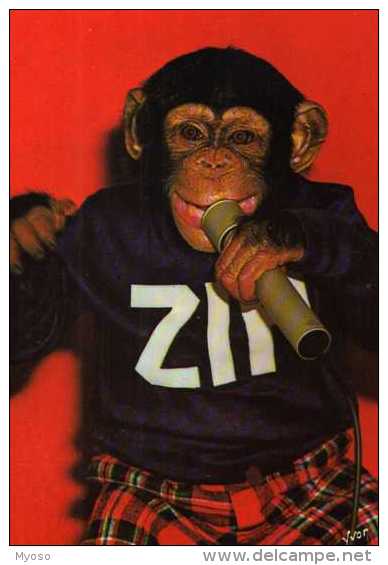 Zippy Le Chimpanze Zippy Chanteur, Micro - Singes