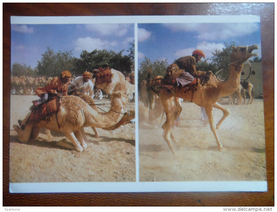 Racing Camel, Al Mintrib. Oman - Oman