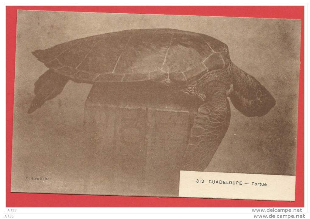 Cpa La Guadelopue Illustrée Tortue N° 312  édition Boisel - Pointe A Pitre