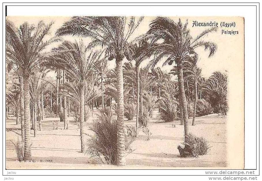 EGYPTE ALEXANDRIE ET SES PALMIERS  REF 16986 - Alexandrië