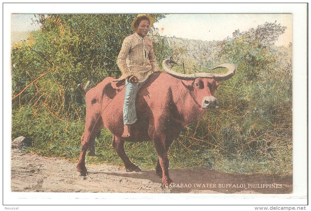 Postal De Filipinas, Carabao. - Filipinas