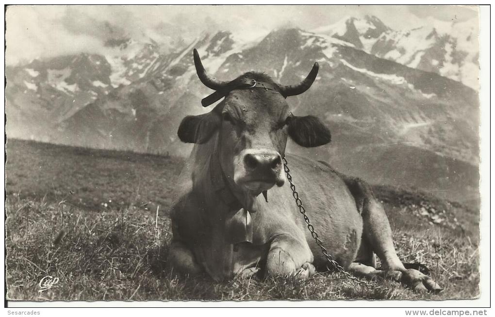 UNE BELLE "TARINE" À L'ALPAGE - Vacas