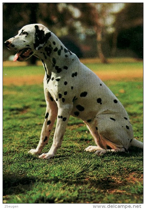 DOG  -  DALMATIAN  / P455 / - Hunde