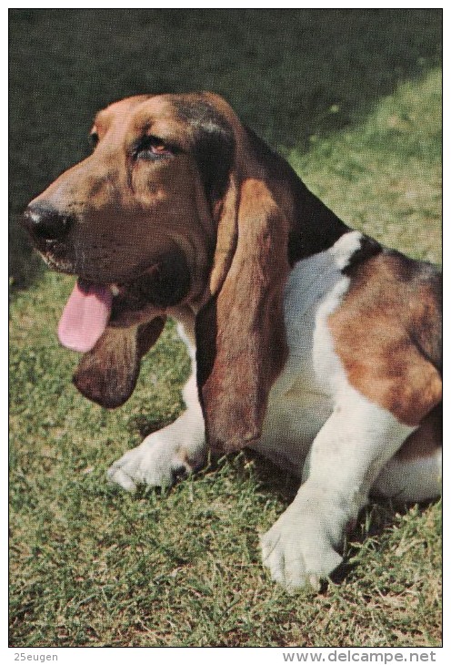 DOG  -  BASSET HOUND  / P460 / - Hunde