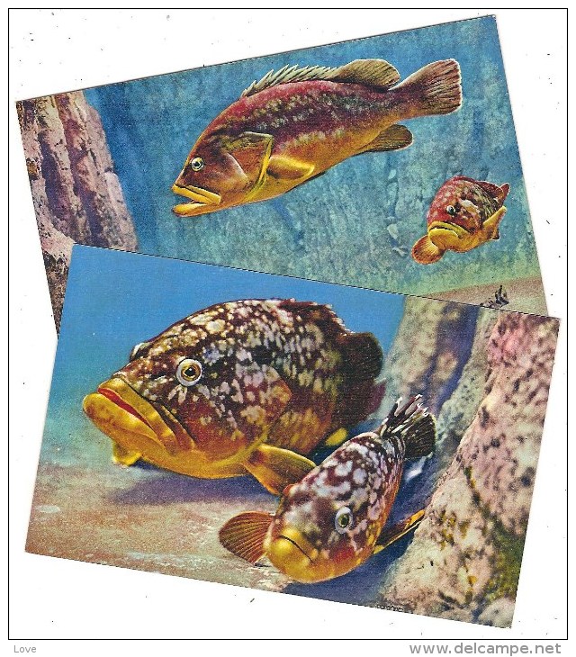 MONACO: Lot De 5 Cartes Neuves. Platax, Sepia, Conger, Seyllium, Epinephelus. Détails Au Verso - Oceanografisch Museum