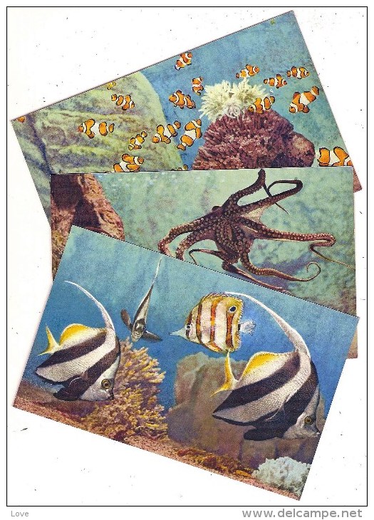 MONACO: Lot De 5 Cartes Neuves. Octopus, Amphiprion, Heniochus, Pteroïs, Synthia. Détails Au Verso - Oceanographic Museum