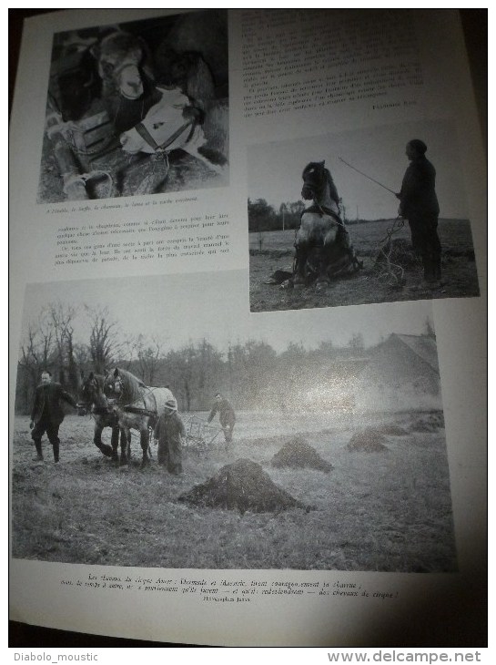 1941 Retour à La Ferme ,en Touraine, De L'éléphant Du Cirque AMAR ; En Afrique Noire; LUCHON Bibo ço Qu'ey Plan Det Païs - L'Illustration