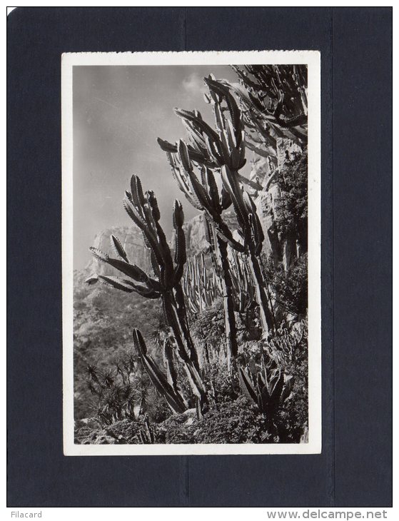 45552   Monaco,   Jardin  Exotique,  Euphorbia  Neutra Et  Divers,  NV - Jardin Exotique