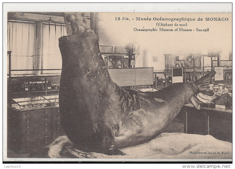QQ 984/ C P A  -MONACO -  MUSEE OCEANOGRAPHIQUE  DE MONACO   ELEPHANT DE MER - Oceanografisch Museum