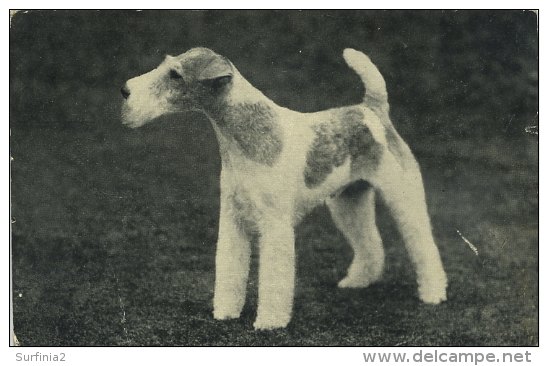 DOGS - WIRE FOX TERRIER - RED HEART SERIES D173 - Chiens