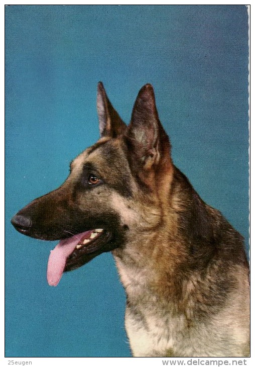 DOG  -  DEUTSCHER SCHAEFERHUND / P613 / - Dogs