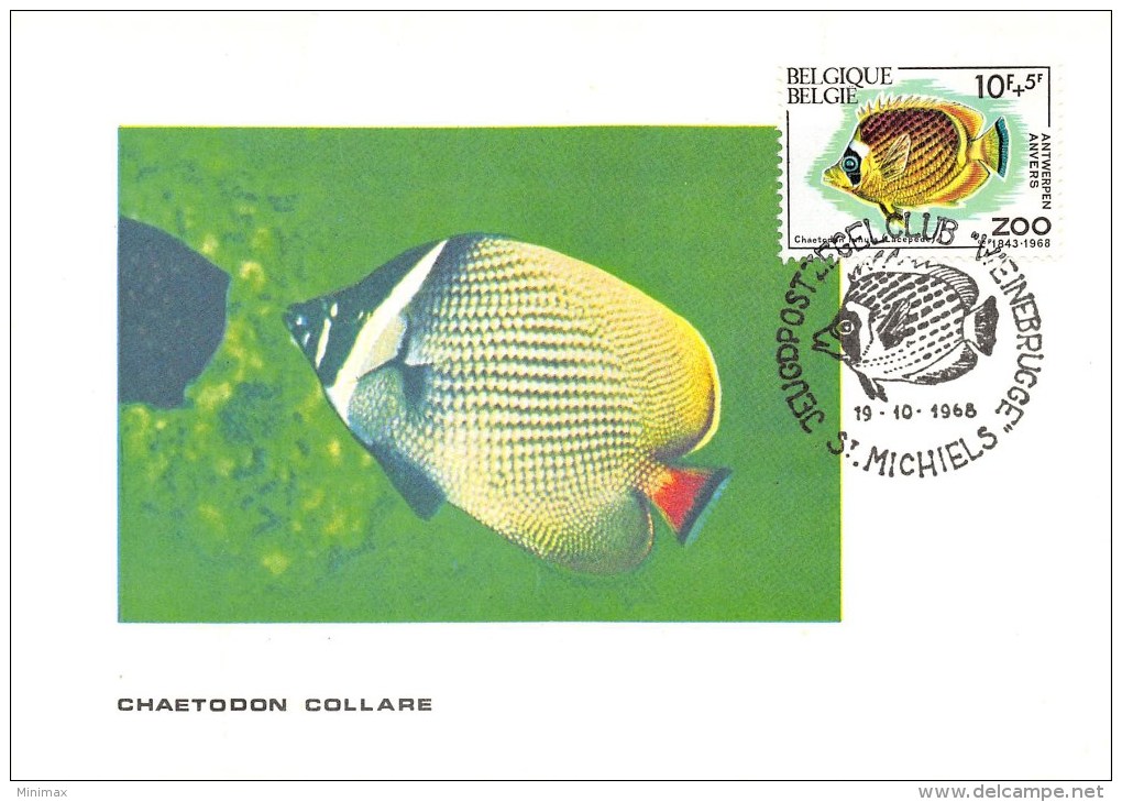 Carte Postale - Chaetodon Collare - Timbre 1e Jour Correspondant - Timbres (représentations)