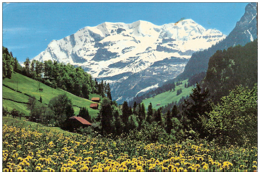 PostkaartZwitserland  B21 Blick Auf Die Blümlisalpgruppe Maienzei Bei Scharnachtal Gegen Kiental - Autres & Non Classés