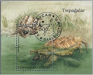 Azerbaycan Azerbaidjan 1995 Schildpad Turtle Tortue Yvertn° Bloc 15 (°) Used Cote 3,50 Euro Faune - Azerbaïdjan