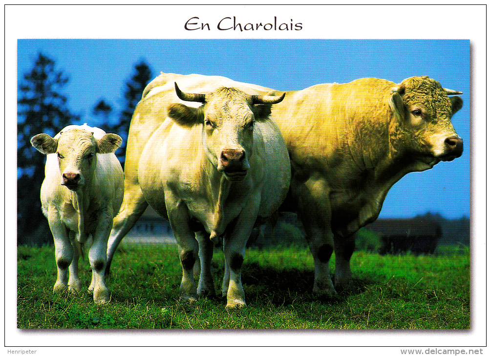 EN CHAROLAIS Bourgogne Du Sud (Saône Et Loire) - Veau, Vache, Taureau De &ldquo;Race Charolaise&rdquo; - M.G. Éditions - Charolles