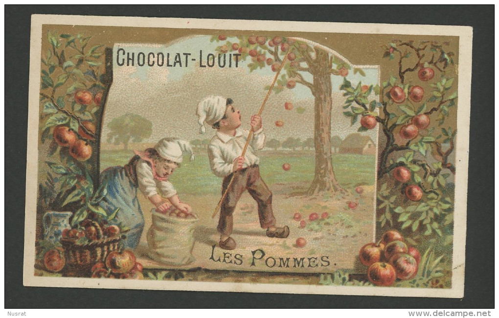 Chocolat Louit, Jolie Chromo Dorée, Thème Enfants, Cueillette Des Pommes - Louit