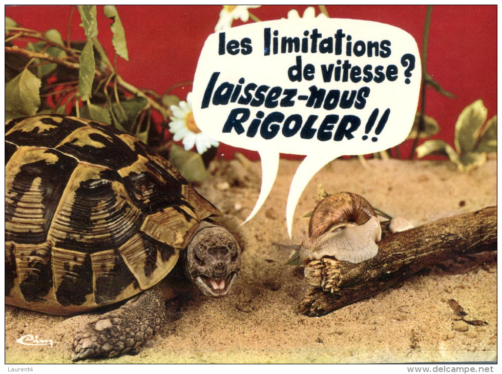 (M502) Snail-  Escargot - Tortue - Tortoise - Tartarughe