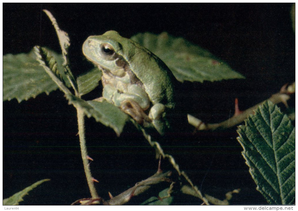 (M502) Frog - Grenouille Reinette Verte - Schildkröten