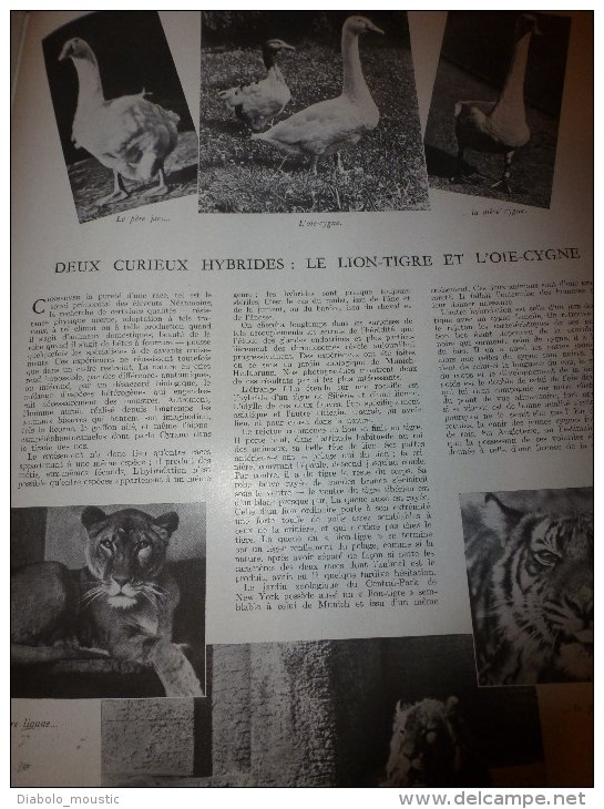 1942  Patriotisme Japonais; Fromages De France; Sur L'IRRAOUADDI ; Dans Le DONETZ ; Hybrides Lion-Tigre Et Oie-Cygne - L'Illustration