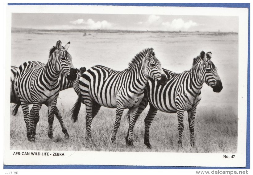 ANIMALI Della SAVANA -AFRICA - F/P B/N Lucido  -  Zebre (11 1110) - Zebras