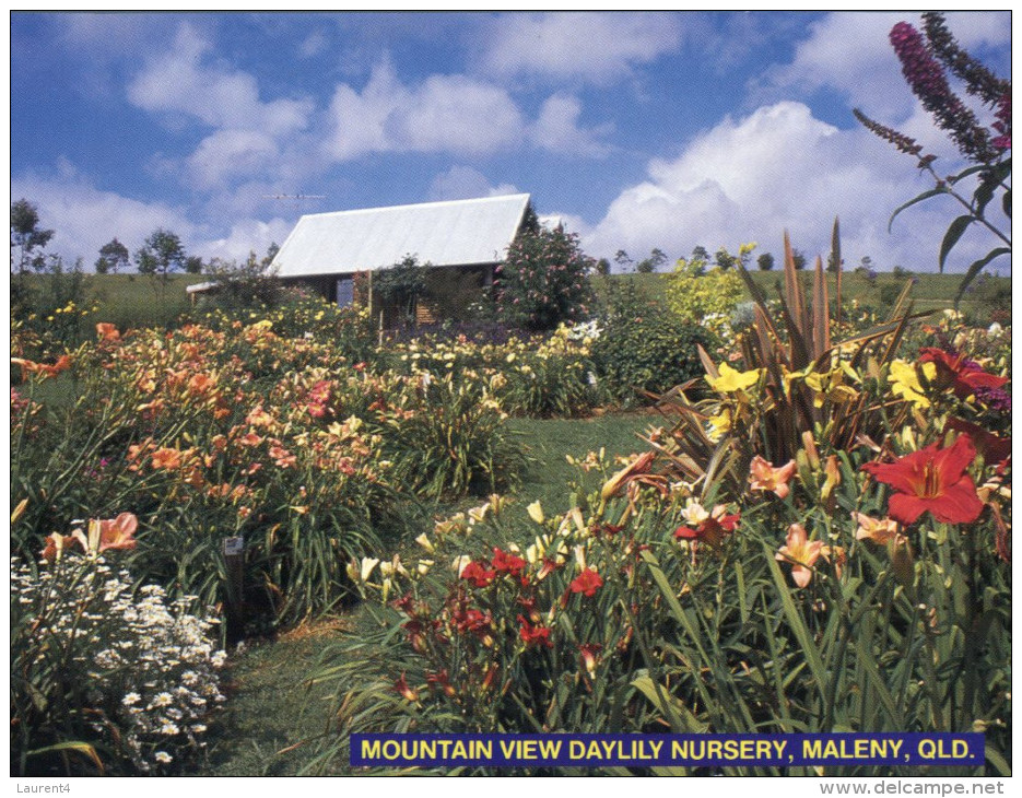 (700) Australia - QLD - Maleny Daylily Nursery - Sunshine Coast