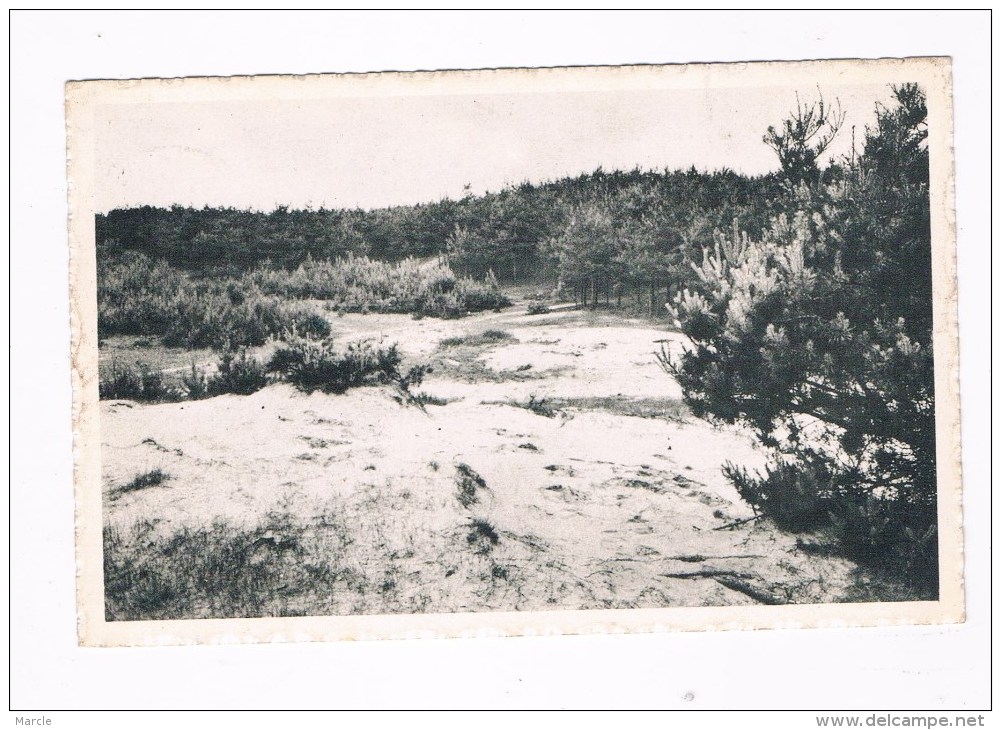 Retie A C W Vacantiehuis  De Linde  Sparren En Duinen  1966 - Retie