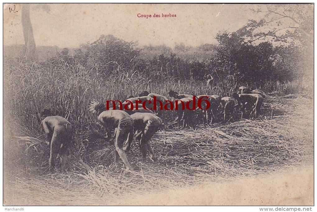 Afrique Guinée Coupe Des Herbes Africains Fesses Nues Classement Pas Certain - Guinée Equatoriale