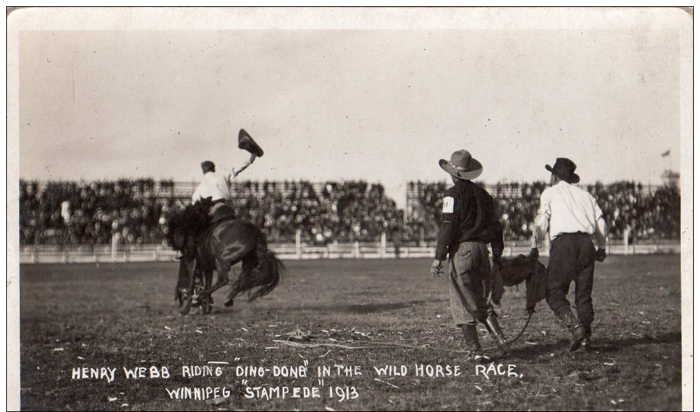 UNPOSTED POSTCARD - VINTAGE - HENRY WEBB RIDING "DING DONG"  IN THE WILD HORSE RACE, WINNIPEG STAMPEDE 1913 - Winnipeg