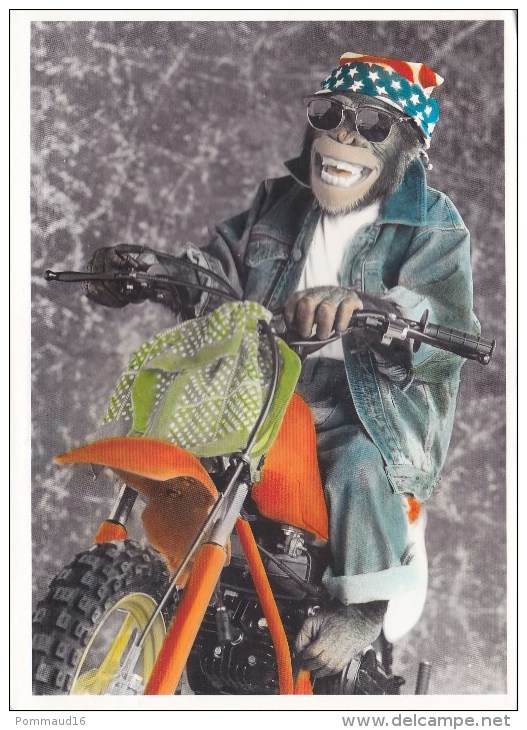 CPM Singe Sur Moto - Singes