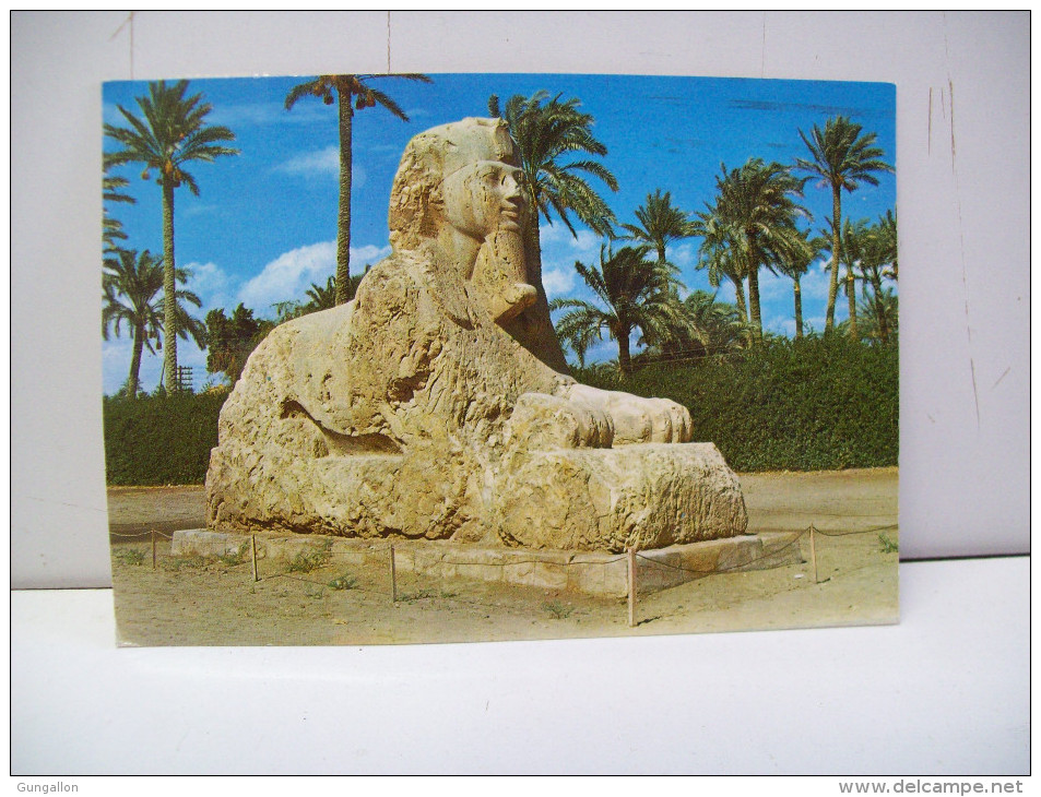 The Sphinx Of Sakkara"Giza" (Egitto) - Gizeh