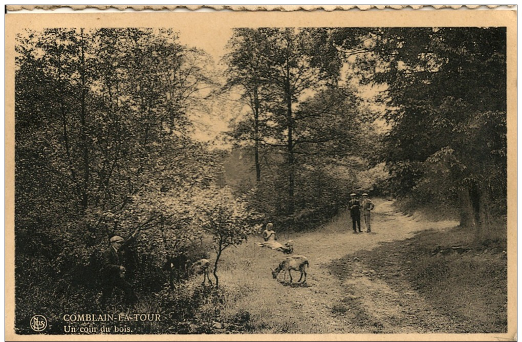 Comblain-La-Tour, Un Coin Du Bois - Hamoir