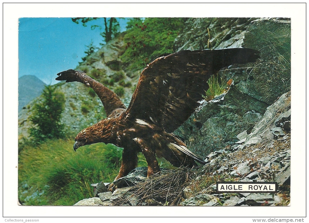 Cp, Oiseaux, Aigle Royal, Voyagée 1973 - Vogels