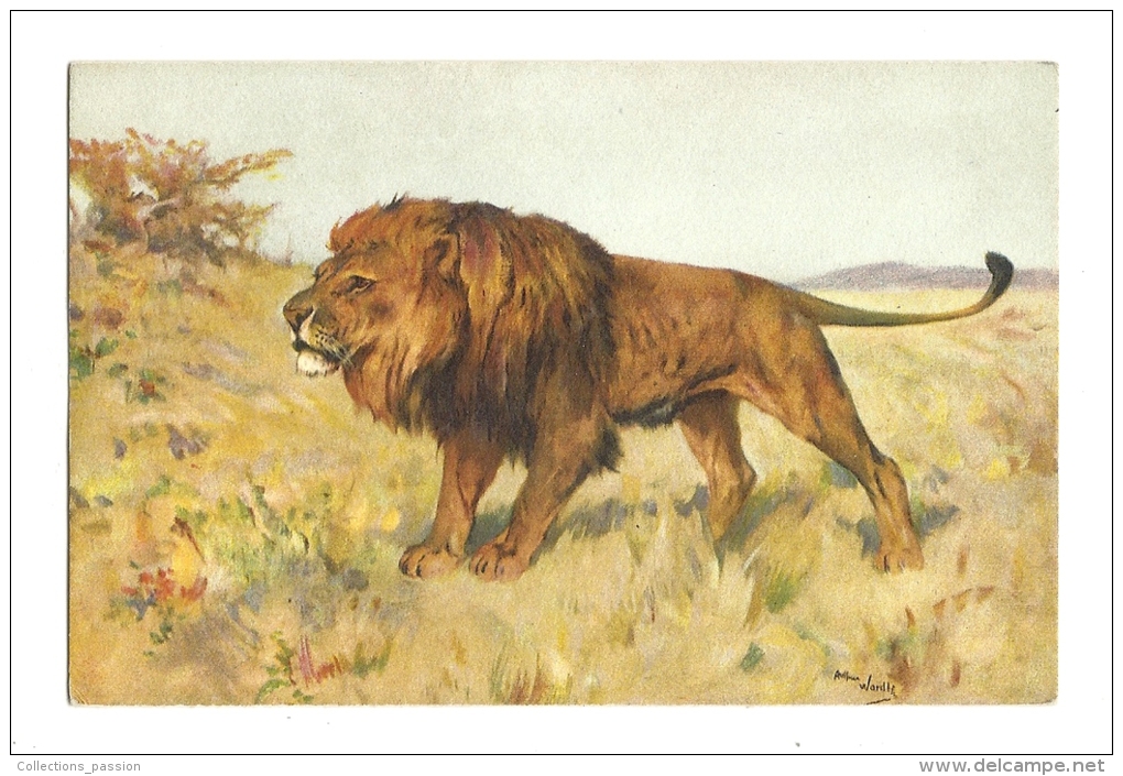 Cp, Animaux, Lion - Lions