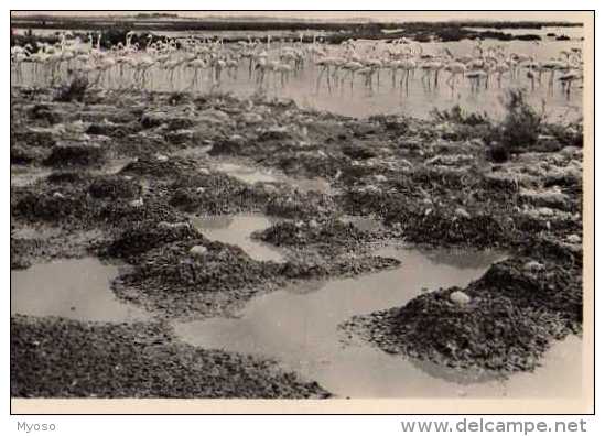 30 AIGUES MORTES Le Grau Du Roi Colonie De Flamants Roses - Aigues-Vives