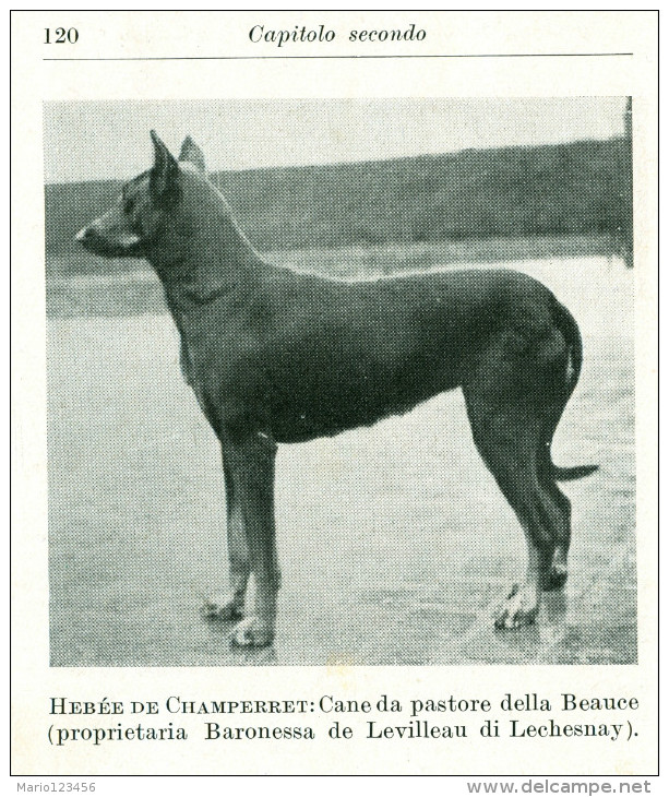 MANUALE HOEPLI, CANE DA GUARDIA, G. COUPLET, SECONDA EDIZIONE, 1939