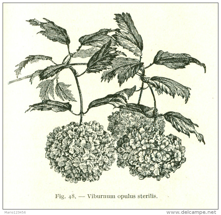 MANUALE HOEPLI, IL LIBRO DEL GIARDINIERE, II VOL., ANGIOLO PUCCI, 1939, QUINTA EDIZIONE - Medicina, Biología, Química