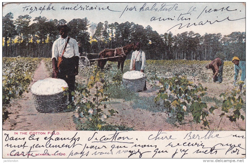 UNITED STATES ETATS UNIS  ATLANTA In The Cotton Field - Atlanta