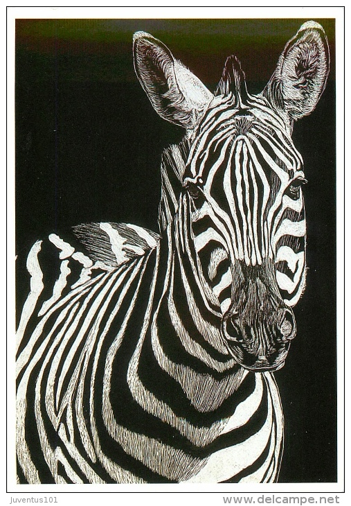 CPSM Animaux-Zèbre   L1553 - Zebras