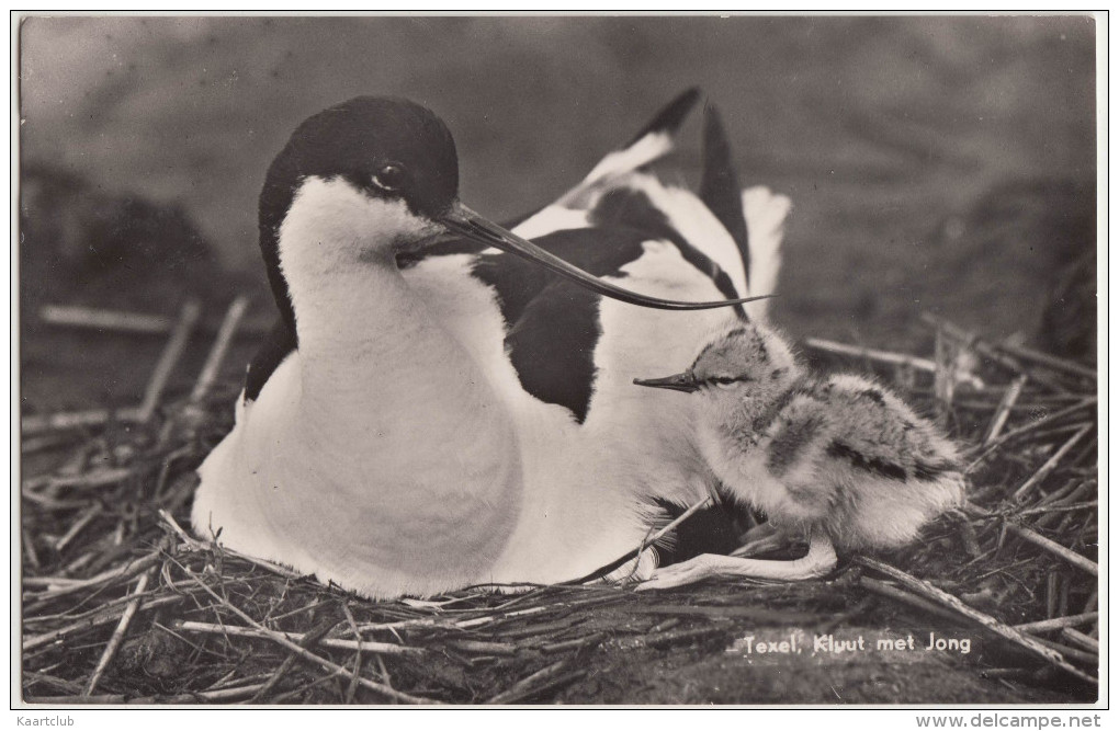 Texel - Kluut Met Jong  (+/- 1965) - Holland/Nederland  (2 Scans) - Texel