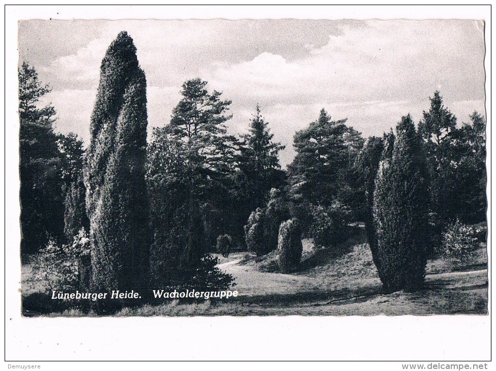 18259 Luneburger Heide Wacholdergruppe - Lüneburg