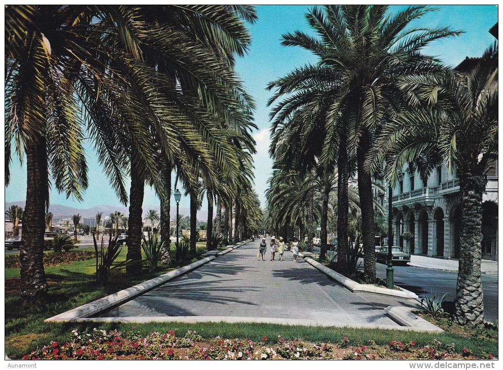 España--Mallorca--1968--Paseo De Sagrera--Palmeral-a, Francia - Trees