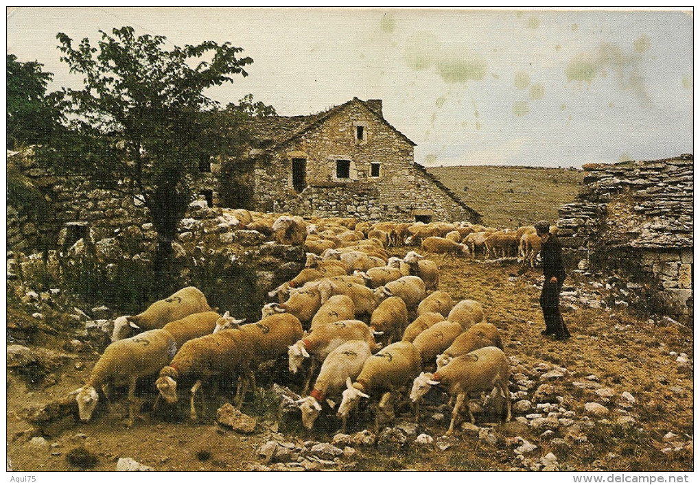 Paysage Des Grands Causses    Départ De La Bergerie  TROUPEAU DE MOUTONS (au Dos 2 Traces De Scotch) - Lacapelle Marival