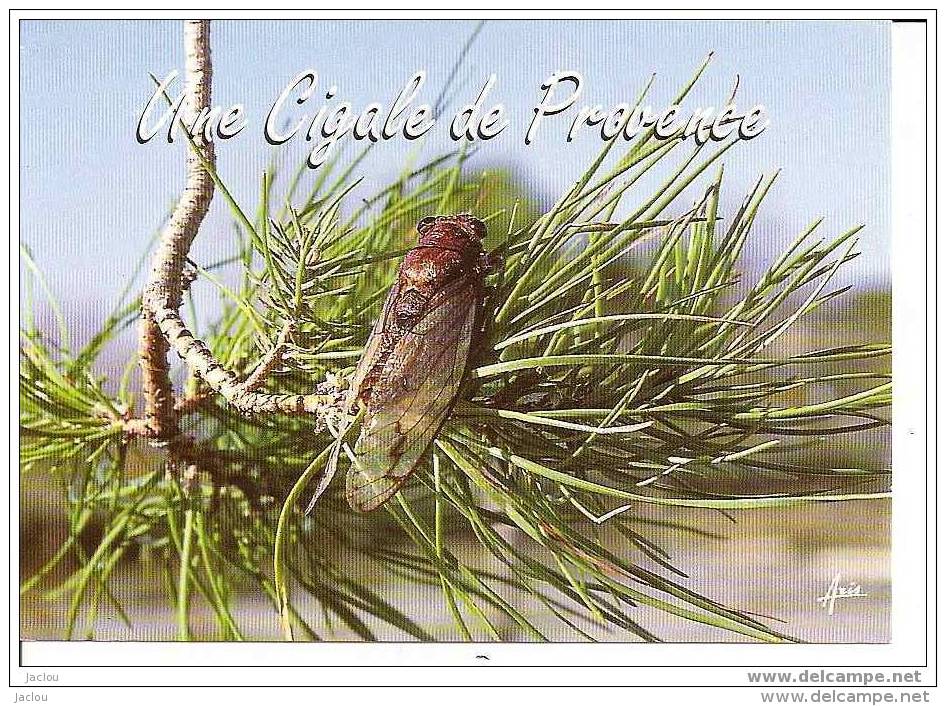 CIGALE DE PROVENCE REF 3532 - Insectes